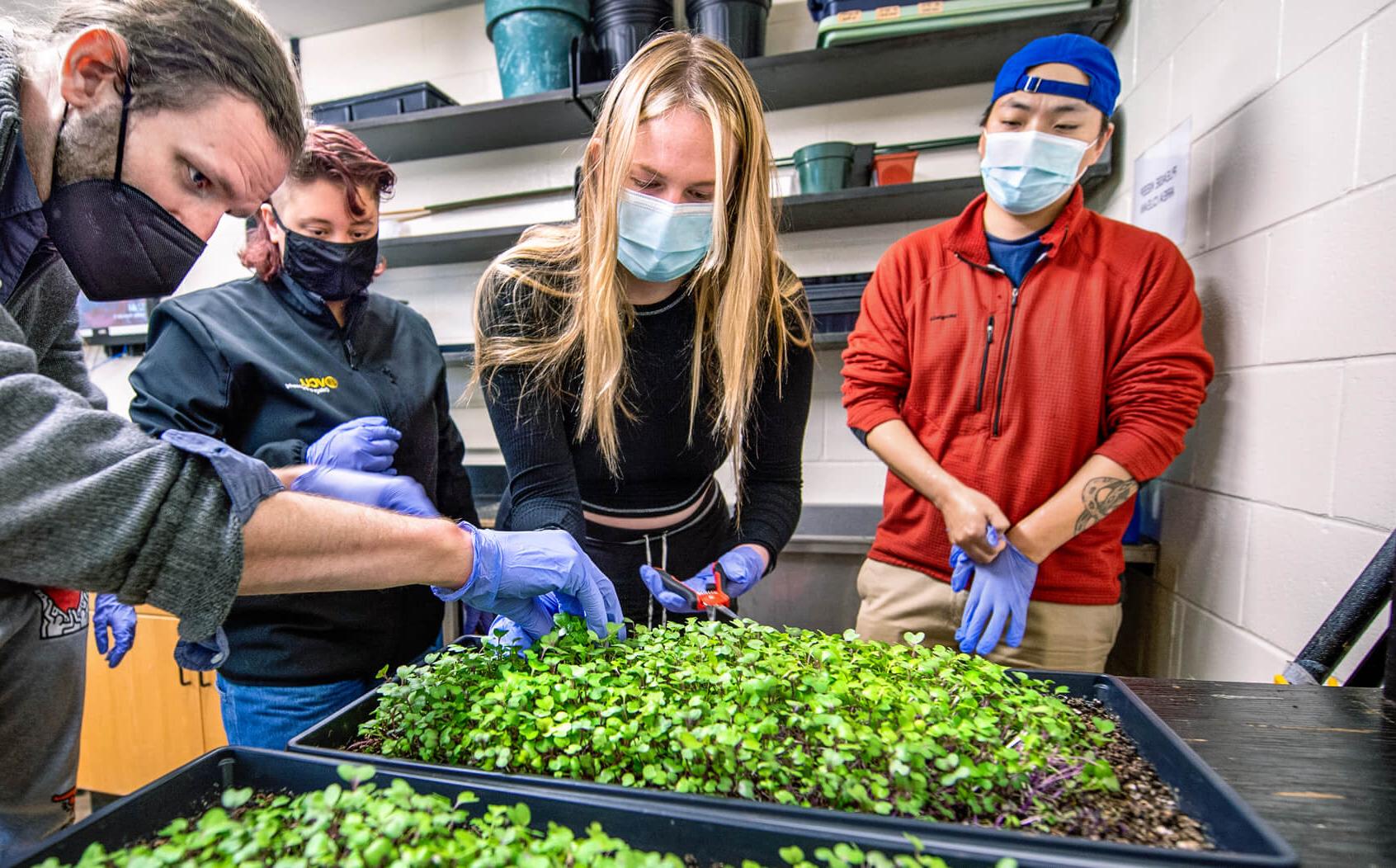 Microgreens